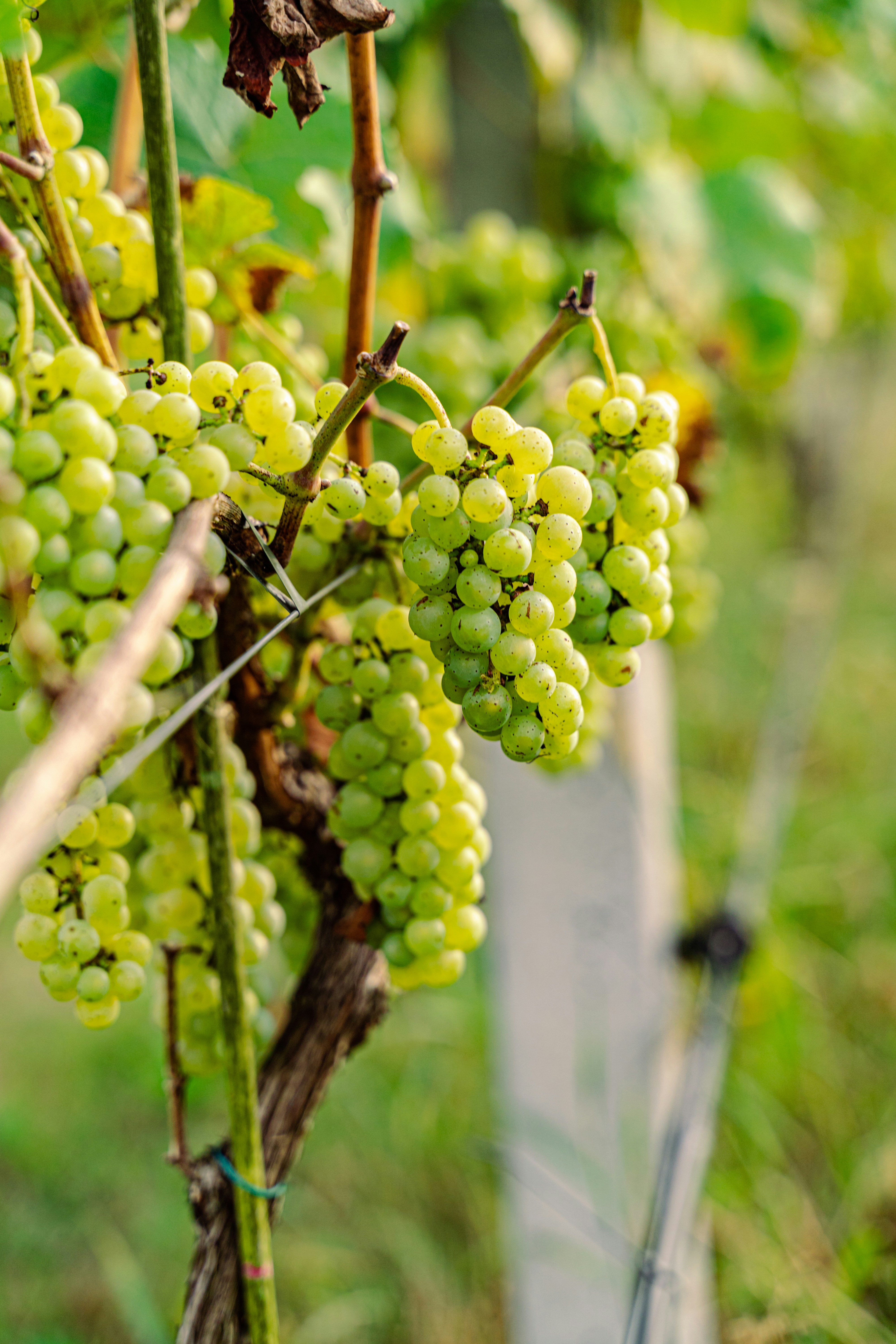 Photo by karolchomka