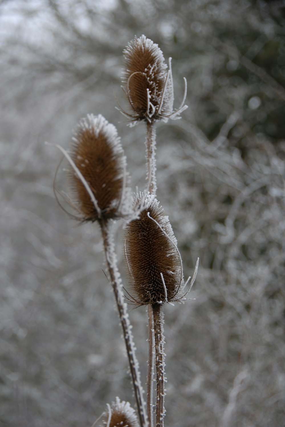 a close up of a plant