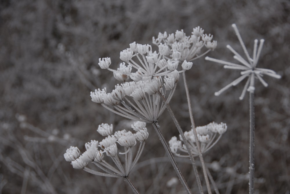 close-up of white flowers