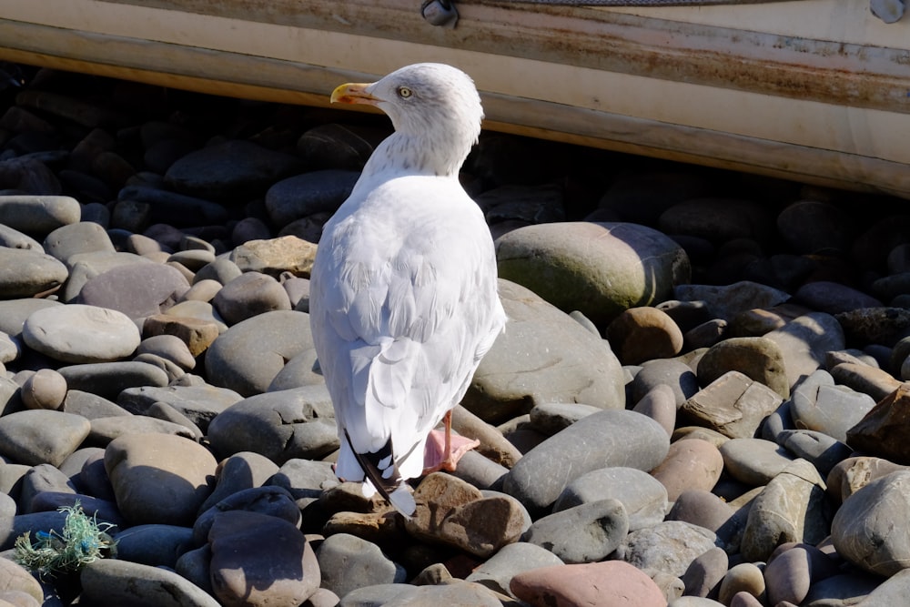 a white bird on rocks