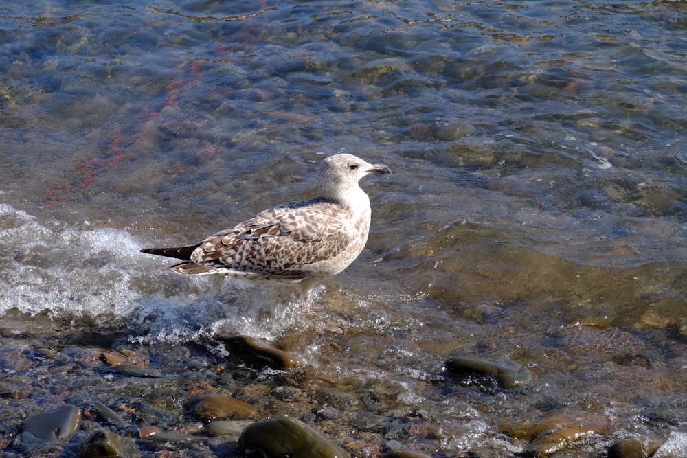 a bird sitting in the water