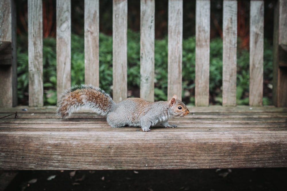 a squirrel on a bench
