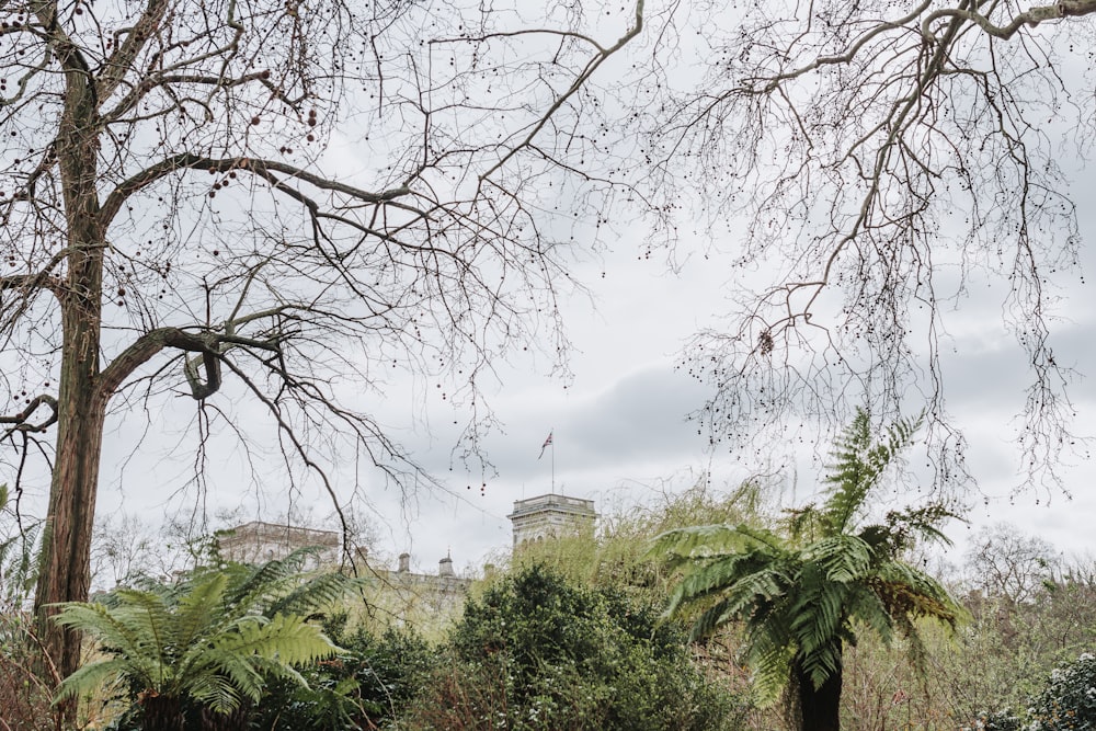 a group of trees with buildings in the background