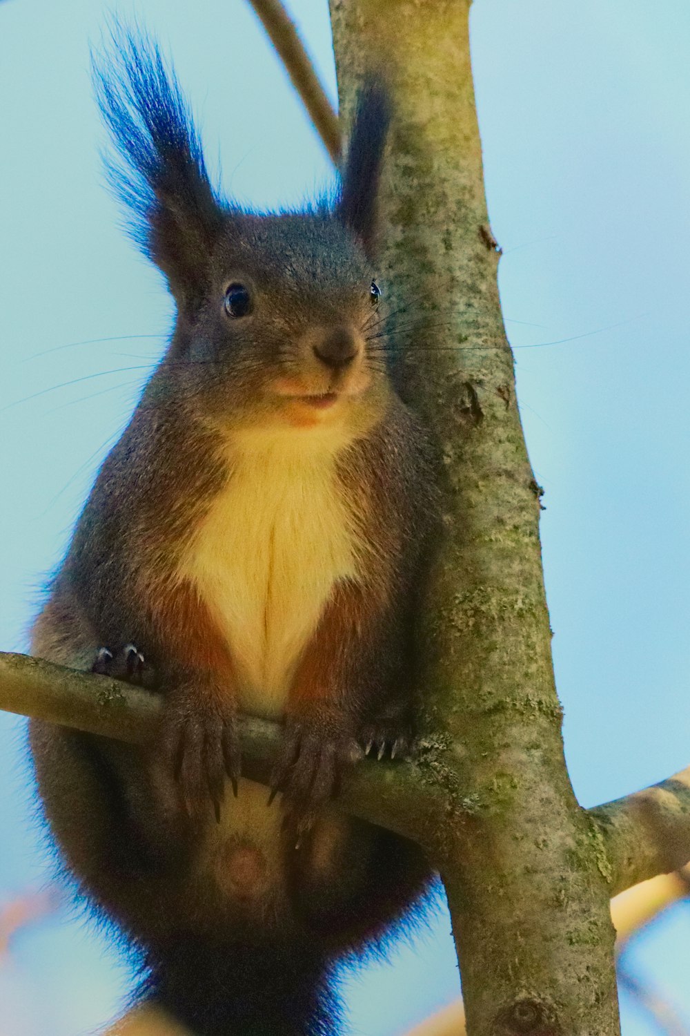 a squirrel in a tree