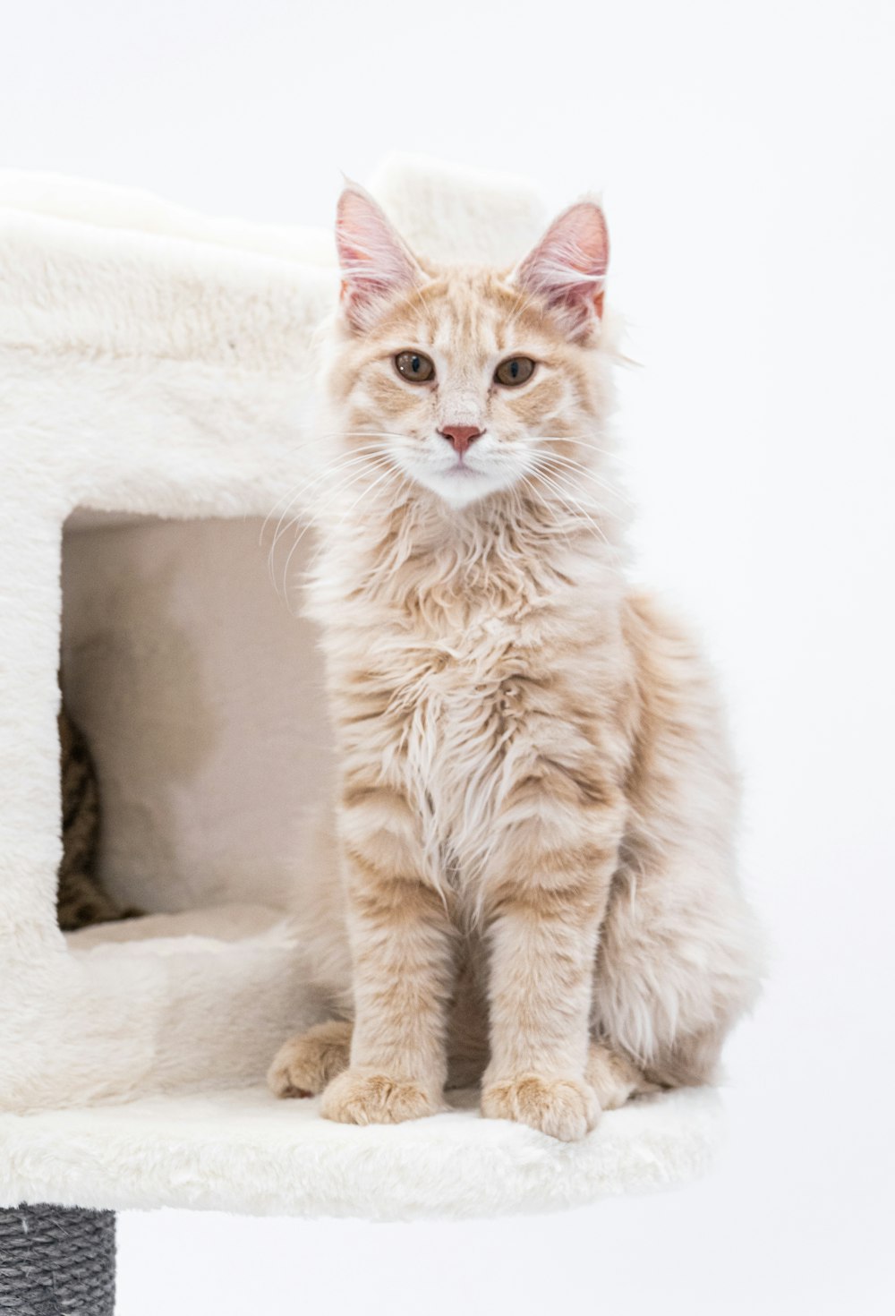 a cat sitting on a carpet