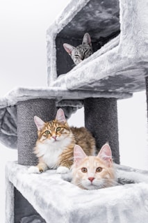 Three cats are relaxing on a multi-level cat tree made of soft gray fabric. Two of the cats with fluffy fur, one orange and the other with brown and white fur, are perched on the lower levels in clear view. The third cat, appearing shy, is peeking out from an upper compartment.