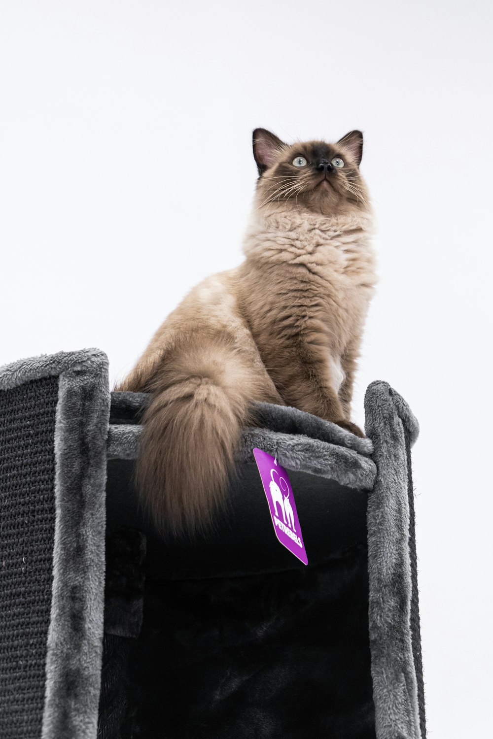 a cat sitting on a chair