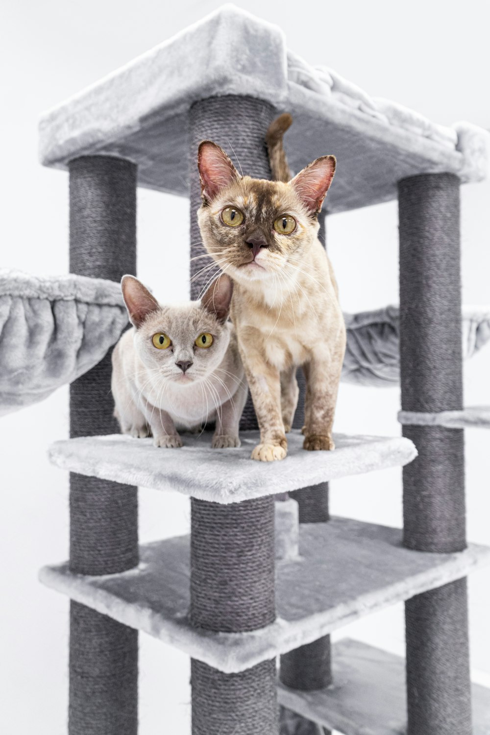 deux chats assis sur un arbre à chat