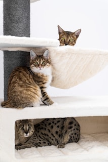 Three cats sitting and lying on a multi-level cat tree. The top level has a brown tabby cat peeking over the edge. The middle level has a fluffy tabby cat sitting and looking directly at the camera. The bottom level has a short-haired spotted cat lying down.