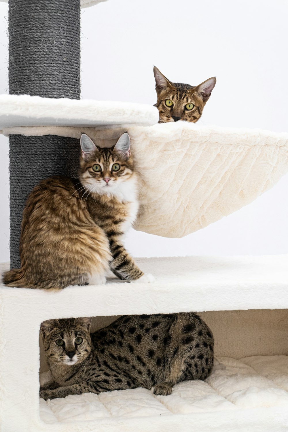 a group of cats sitting on a bed