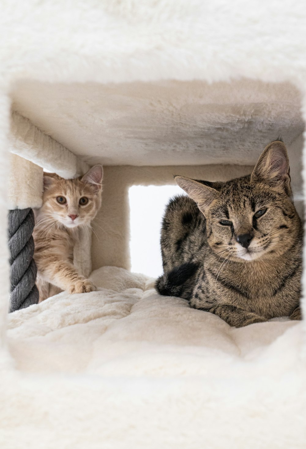 two cats lying on a blanket