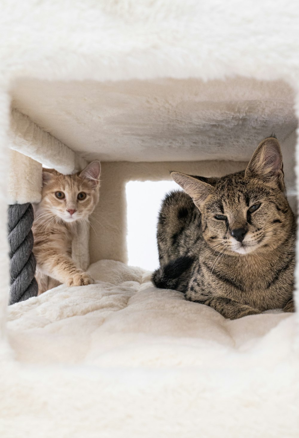 毛布の上に横たわる2匹の猫