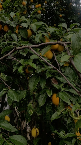 Clusters of ripe yellow fruits hanging amidst dense green foliage on a tree. The branches are intertwined, creating a lush and vibrant scene, suggesting a natural and abundant environment.
