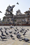 a flock of pigeons flying