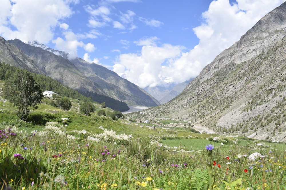 a grassy field with mountains in the background