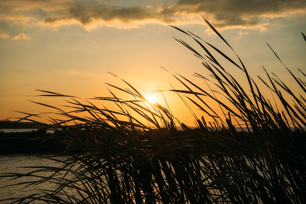 a field of tall grass