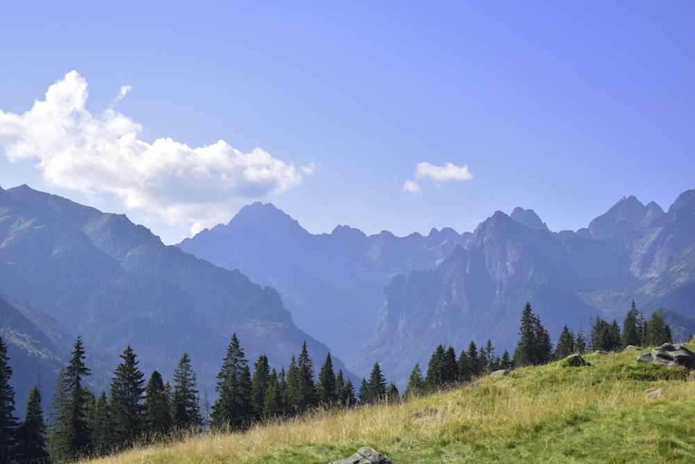 a grassy area with trees and mountains in the background