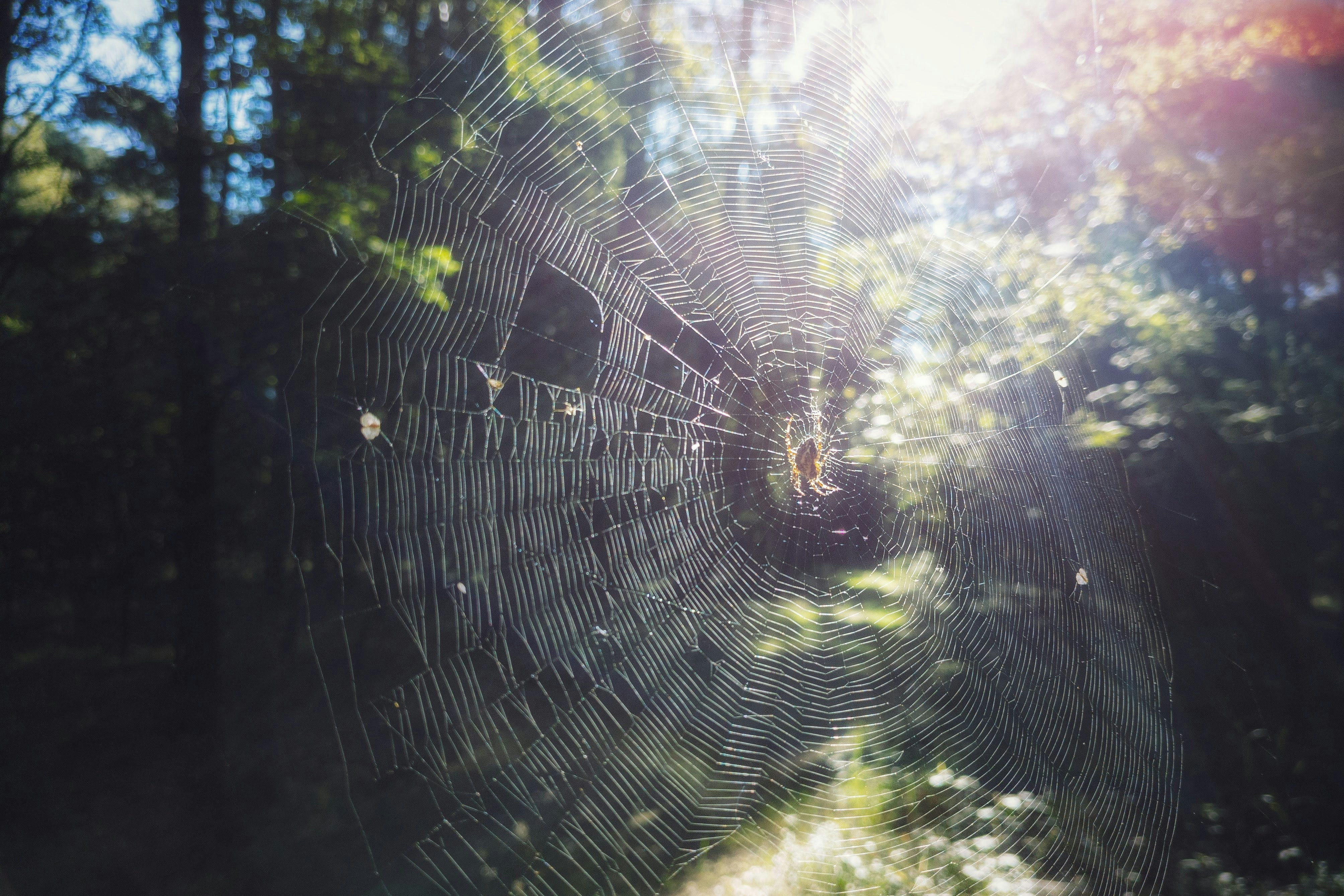 a close-up of a spider