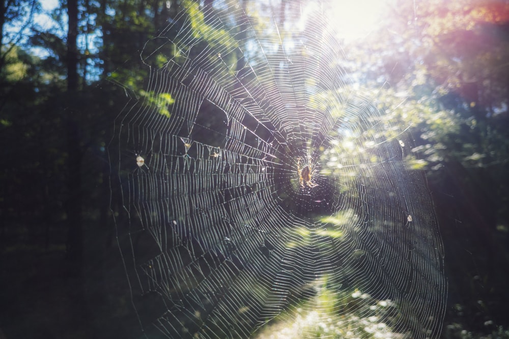 a close-up of a spider