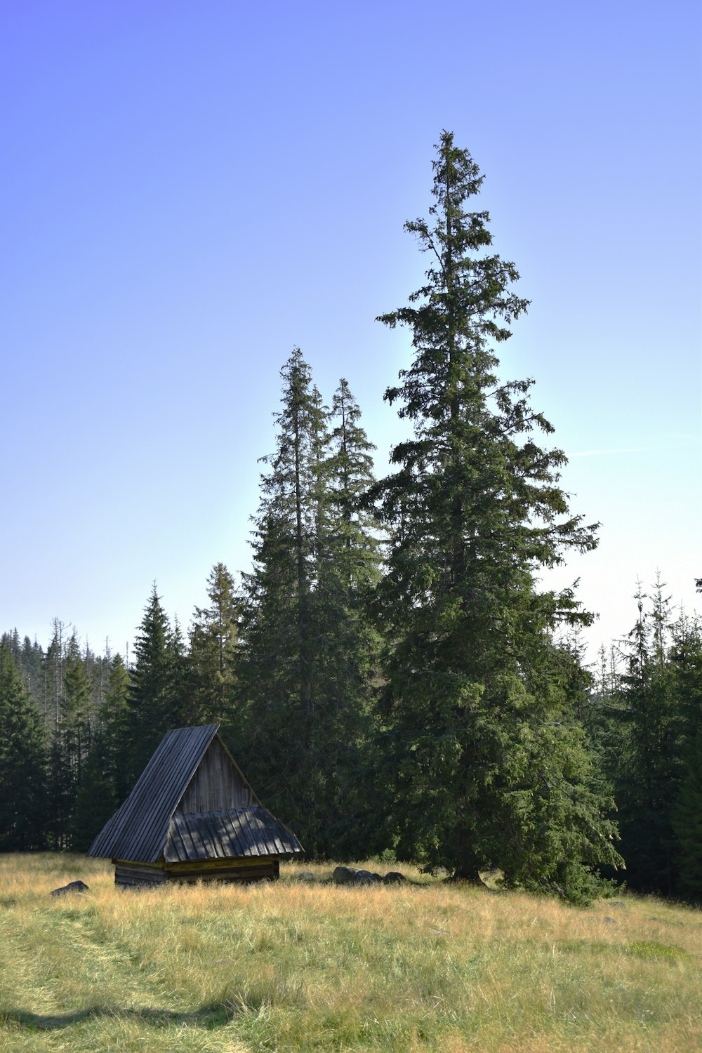 a barn in a field with trees