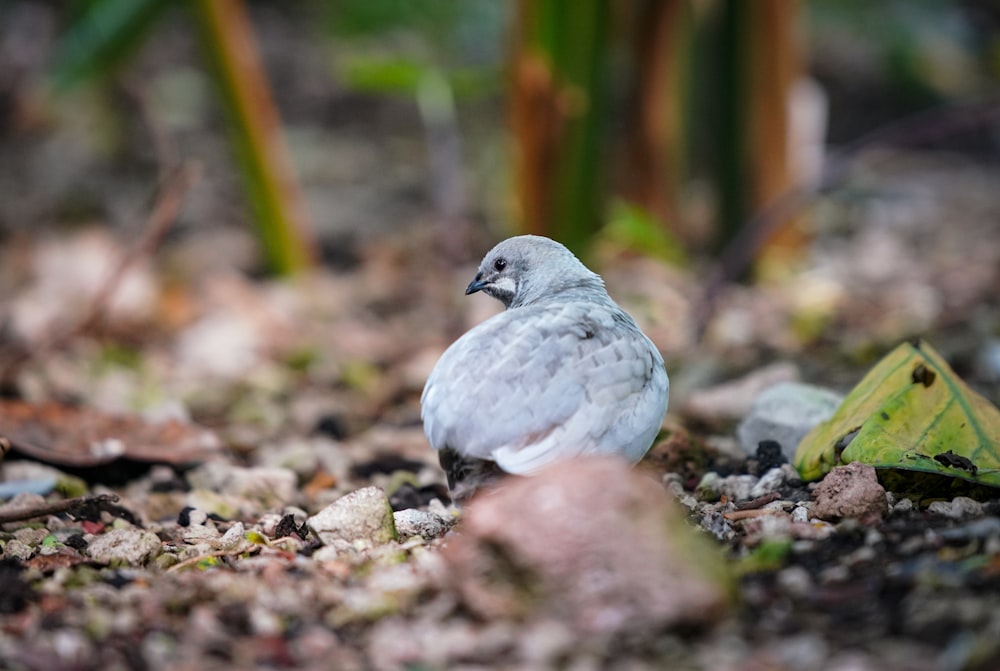 a bird sitting on the ground