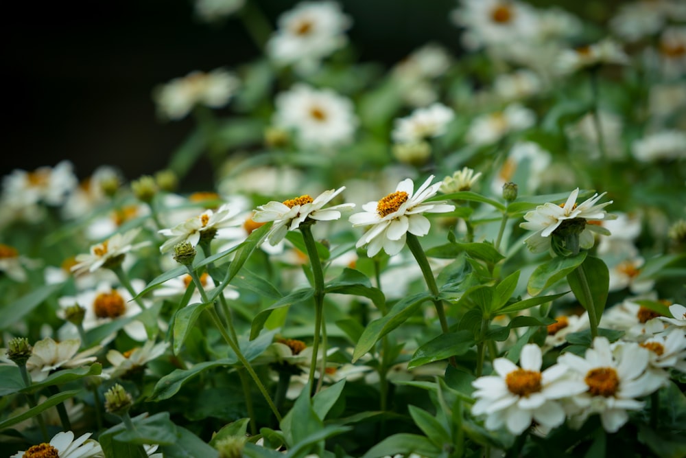 a group of white flowers