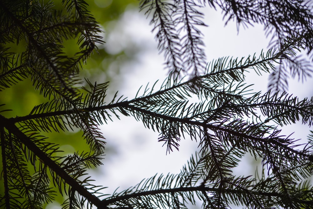 looking up at trees and sky