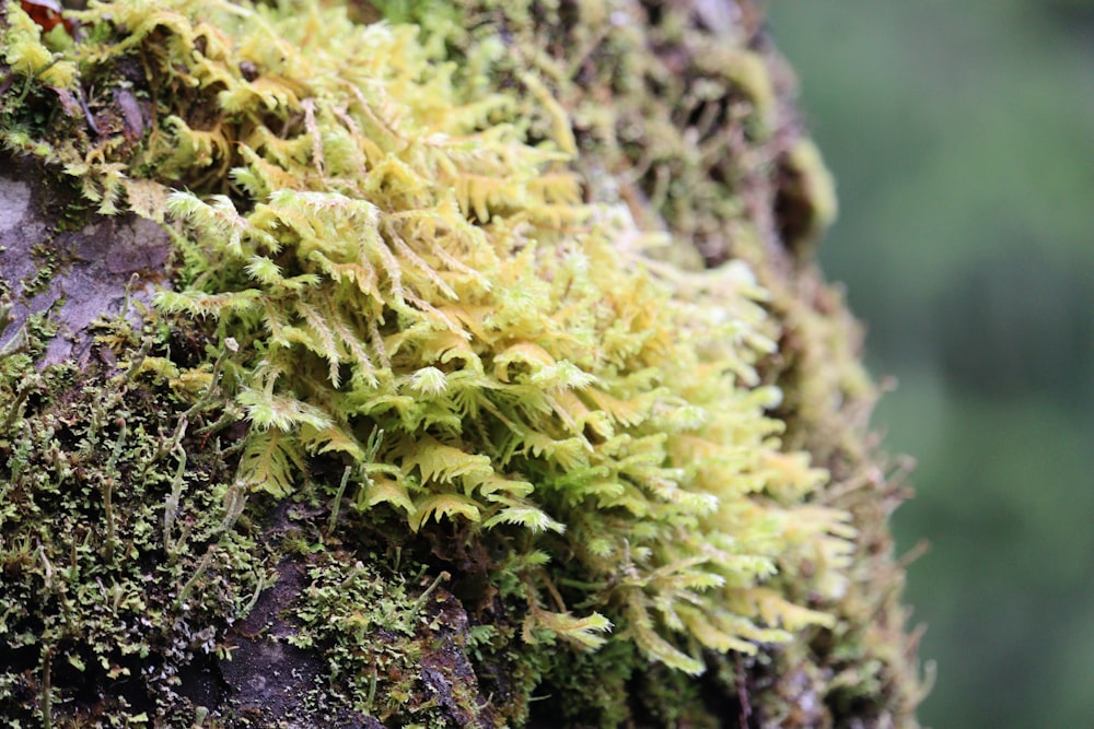 a close up of a plant