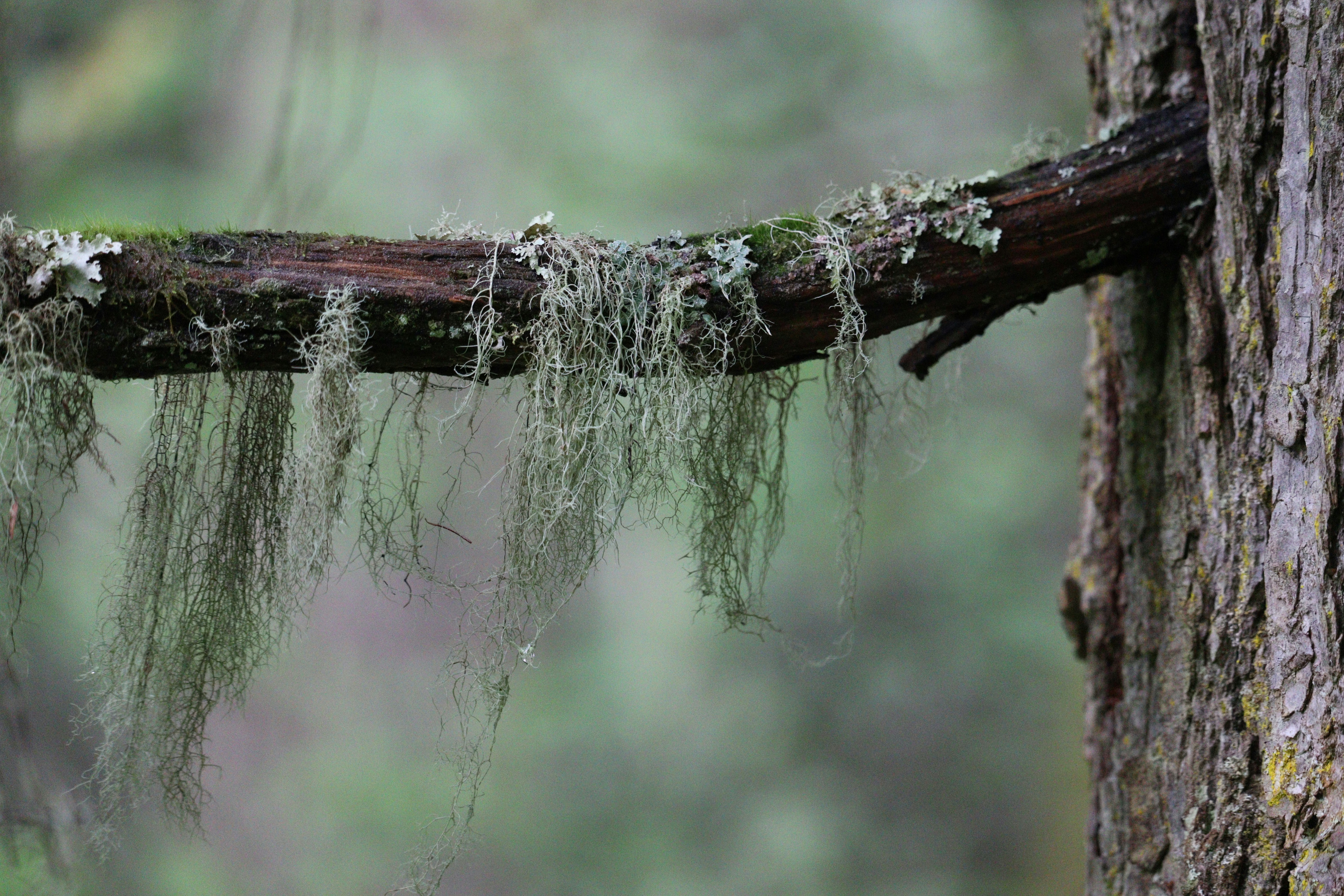 ein Ast mit Wasser darauf