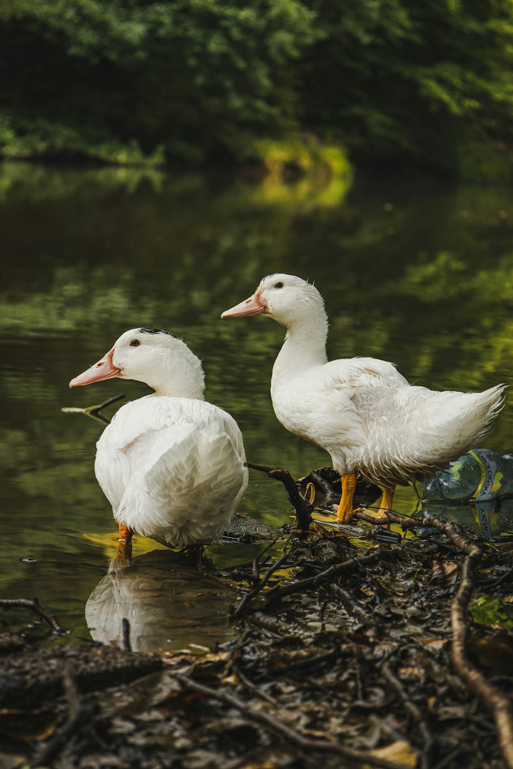 a group of white birds on a log