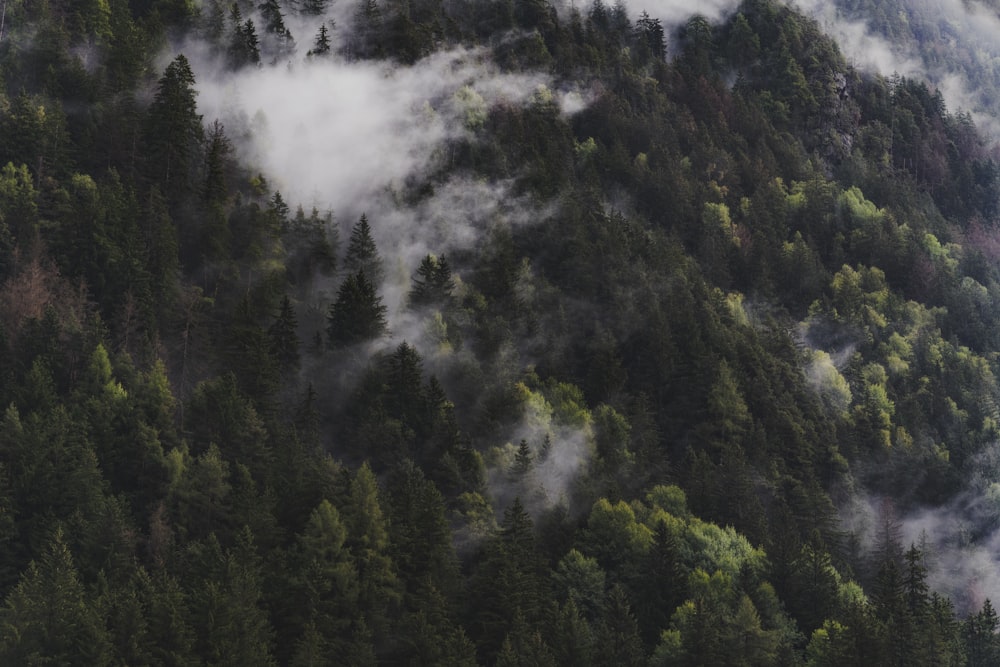 a forest of trees