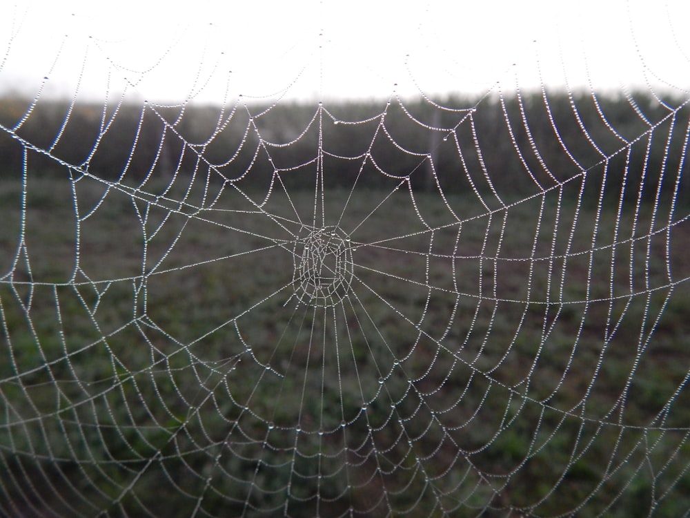 a spider web with spider webs