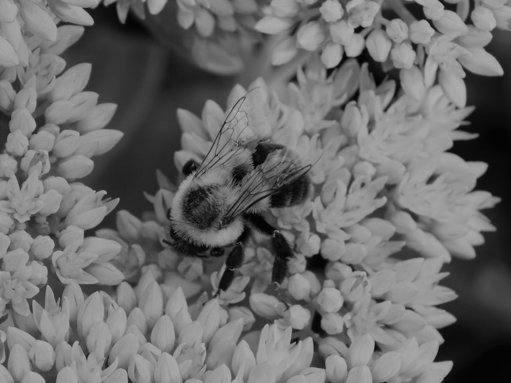 a black and white photo of a bee on a white flower