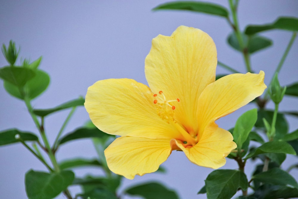 a yellow flower with green leaves