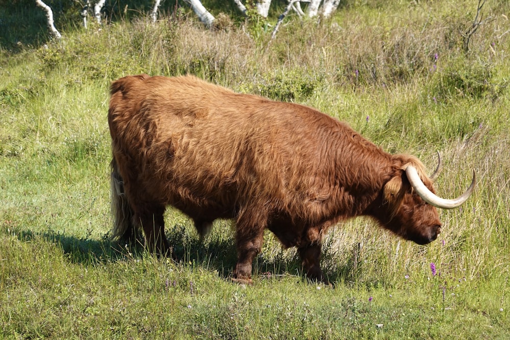 a large brown animal with horns