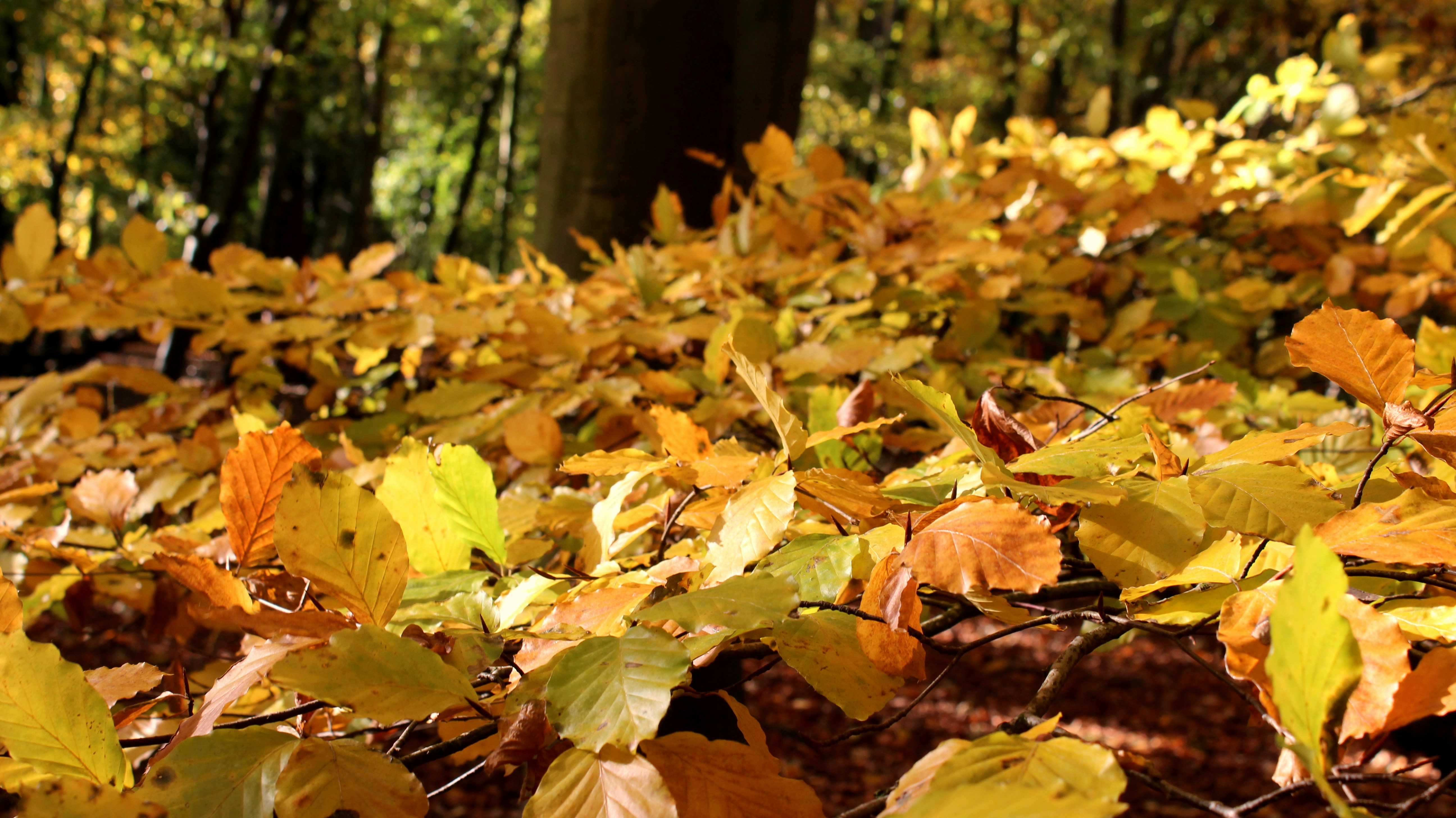 a group of leaves on the ground