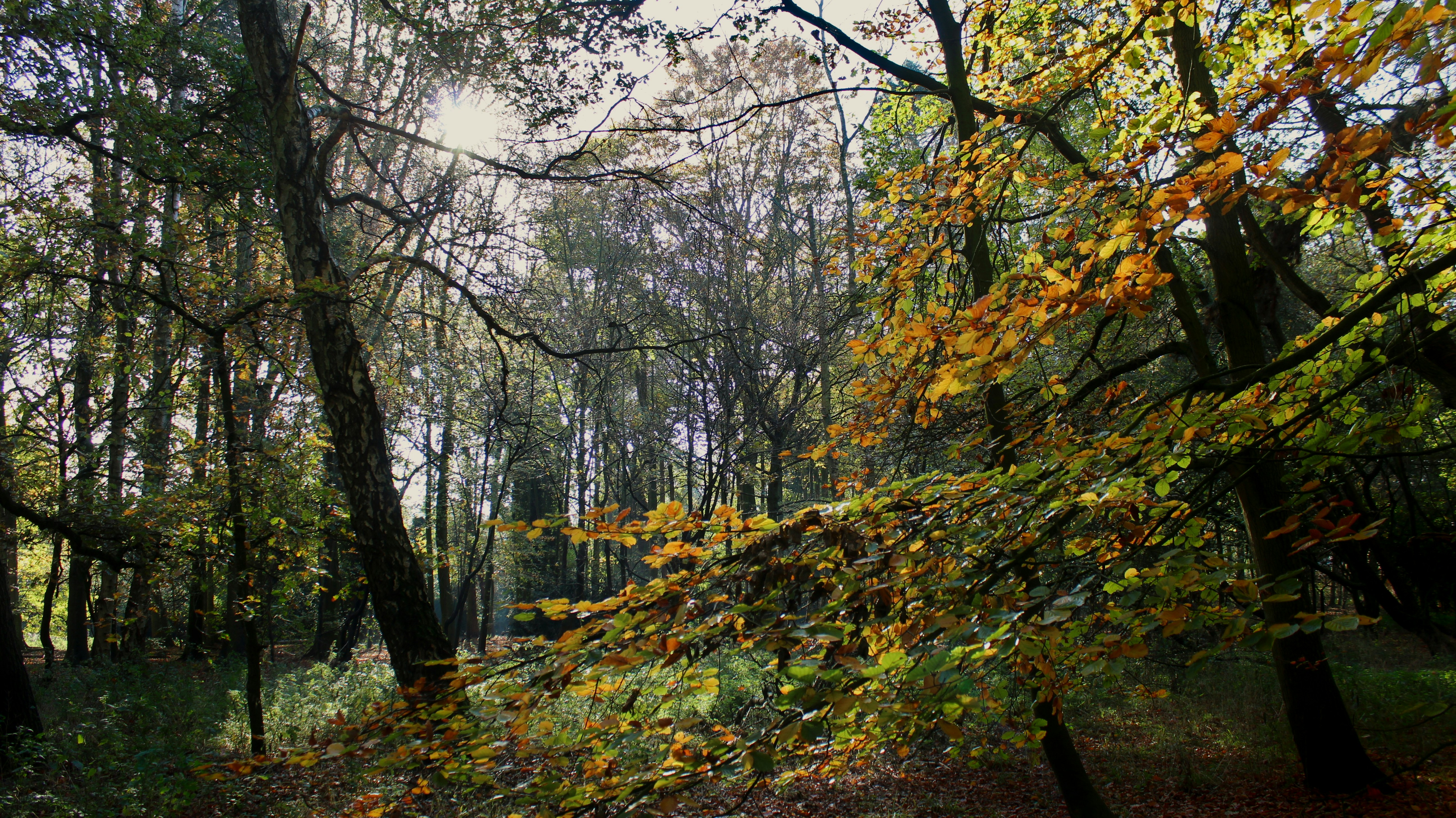 autumn forest wallpaper, wallpaper, Fall Foliage Camping: Best Destinations 5