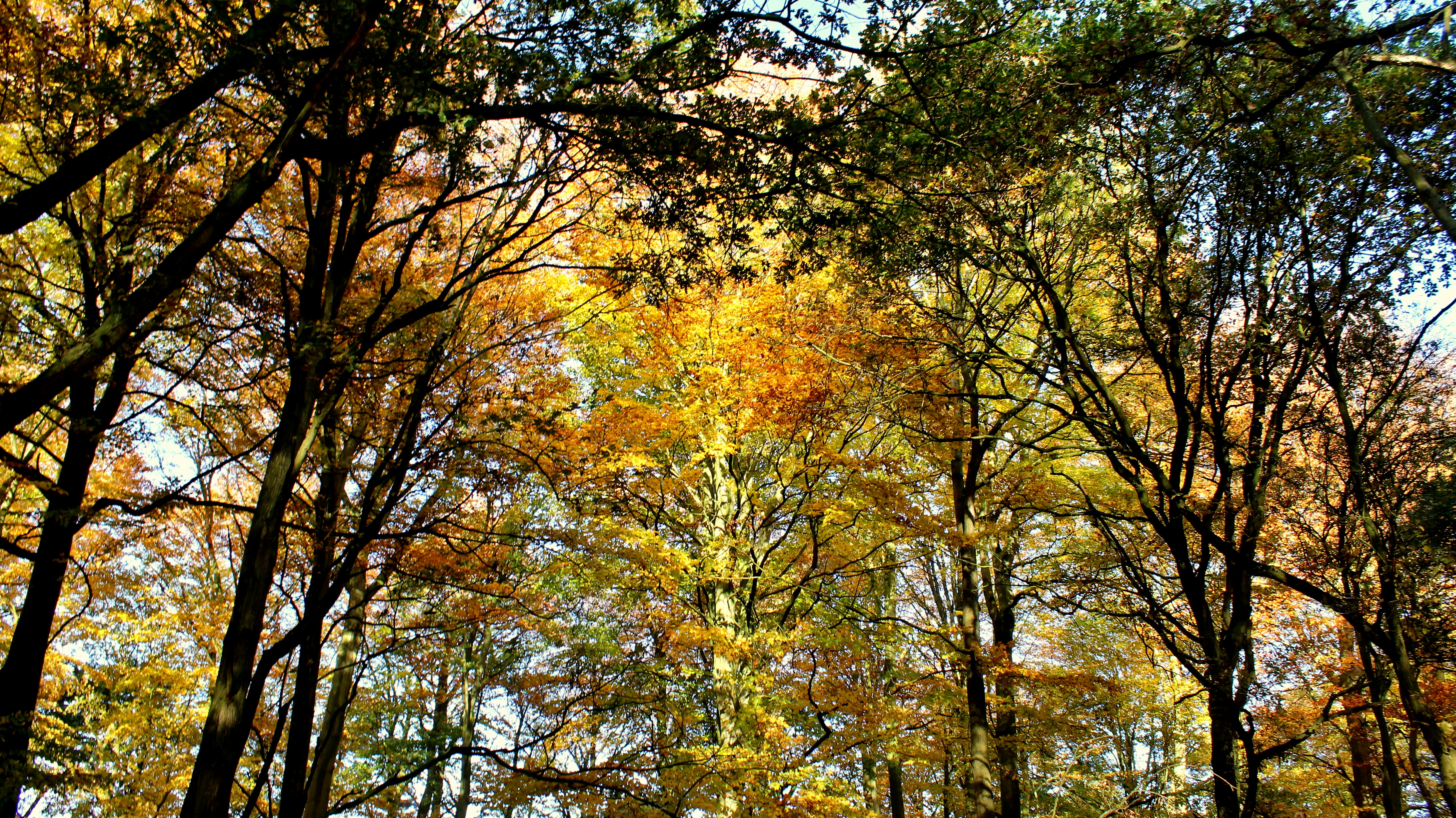 autumn forest wallpaper, wallpaper, Fall Foliage Camping: Best Destinations 3