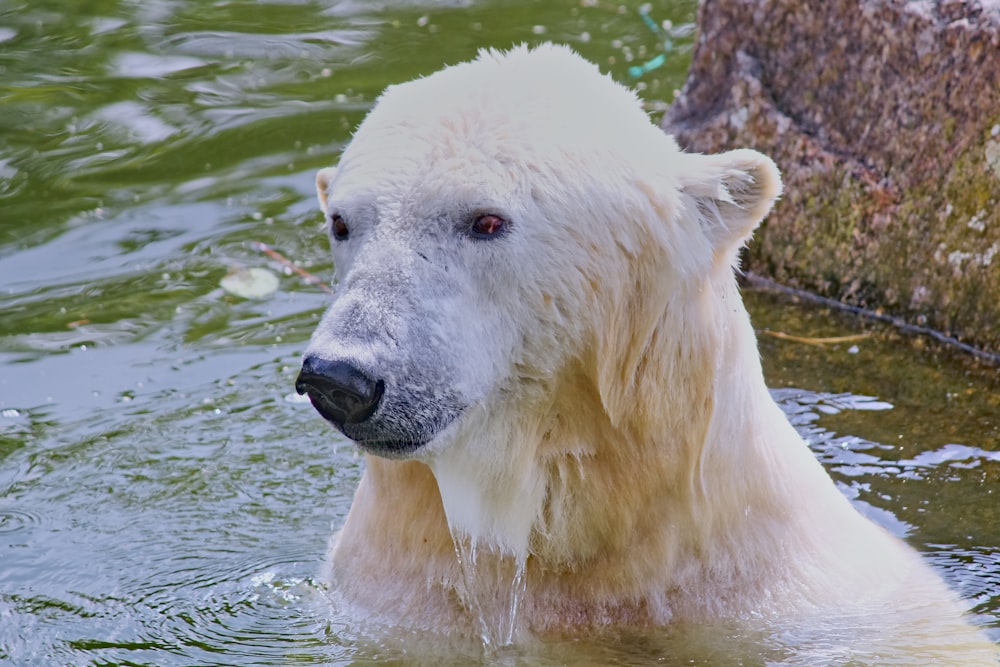 a polar bear in the water