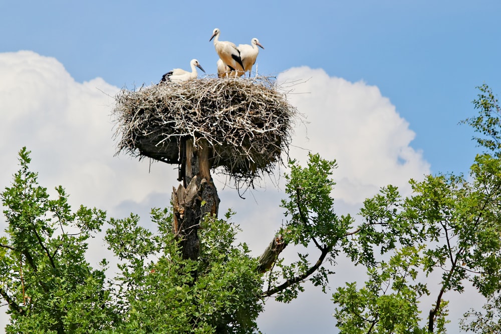 birds on a nest