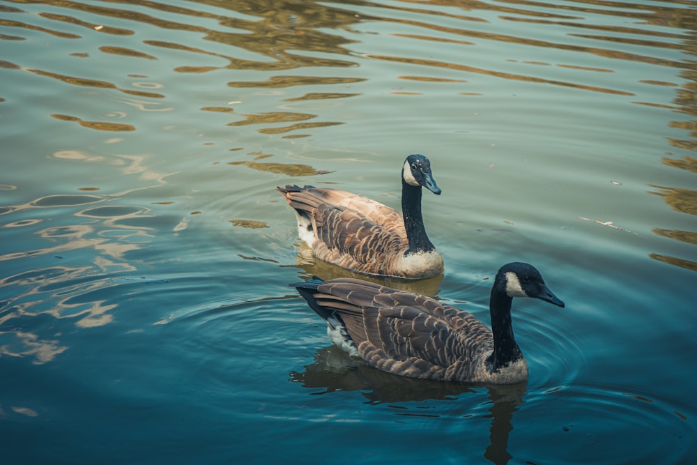 a couple of ducks swimming in a lake