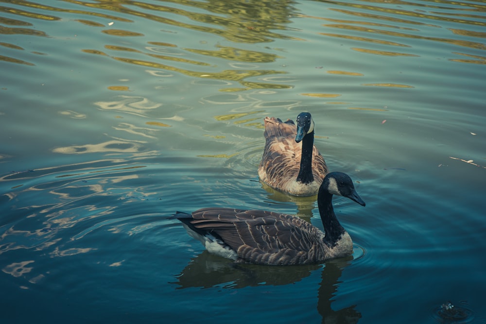 a couple of ducks swimming in a pond