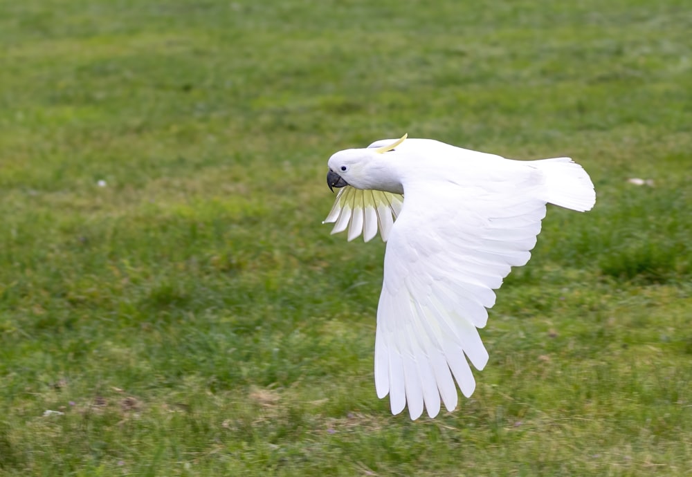 a white bird flying