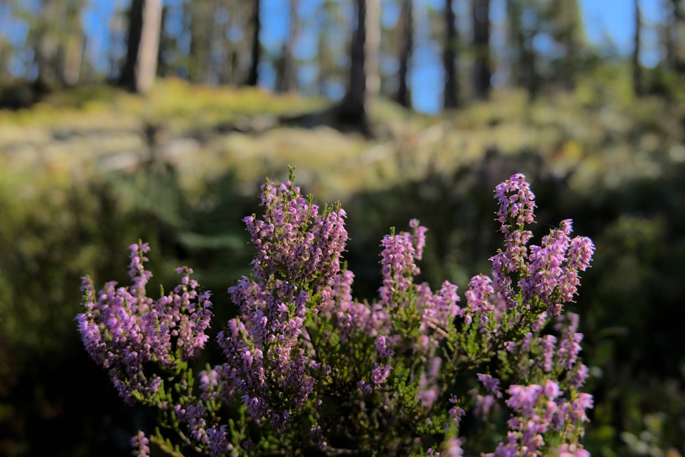 a close-up of some flowers