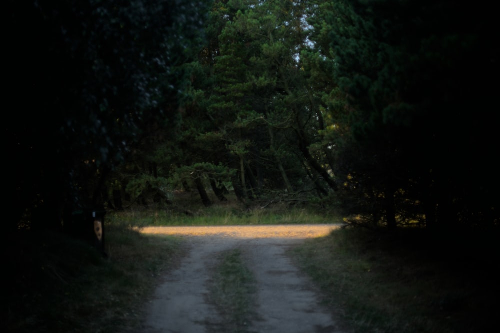 a person walking on a dirt road in the woods