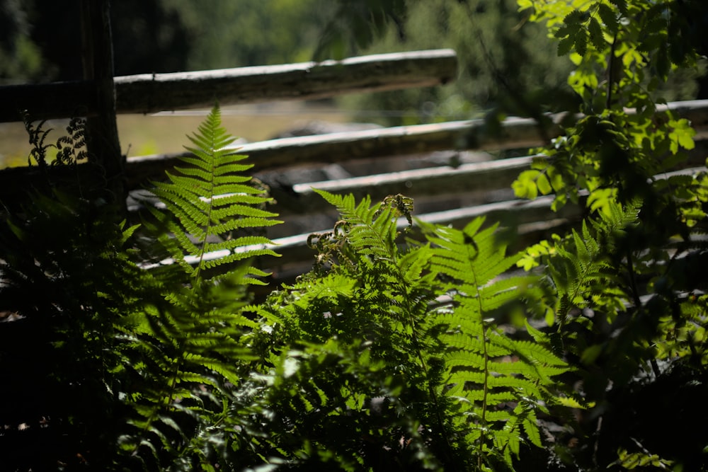 a close-up of some plants