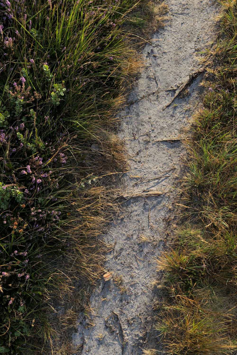 a dirt path with plants on the side