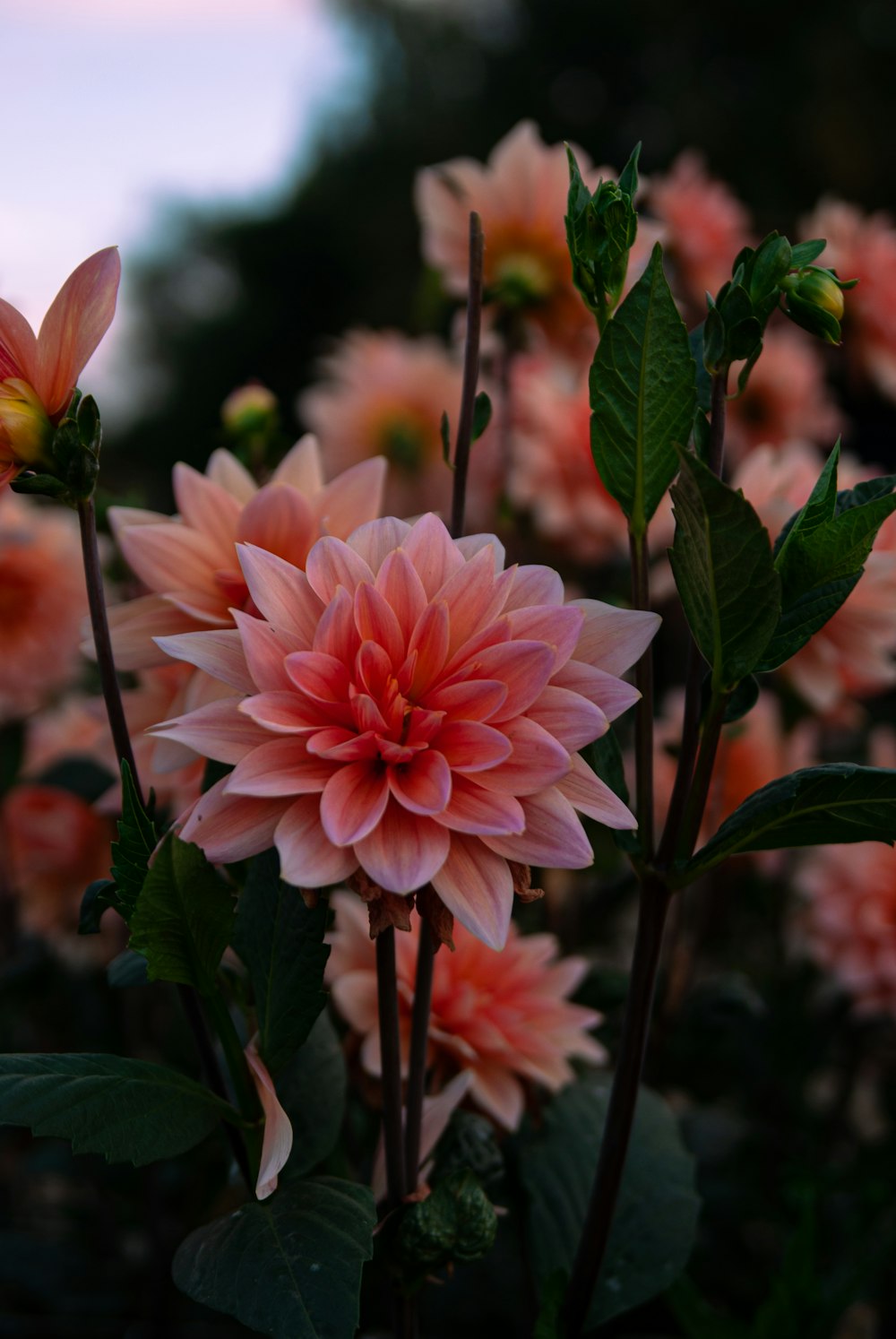 a close up of a flower