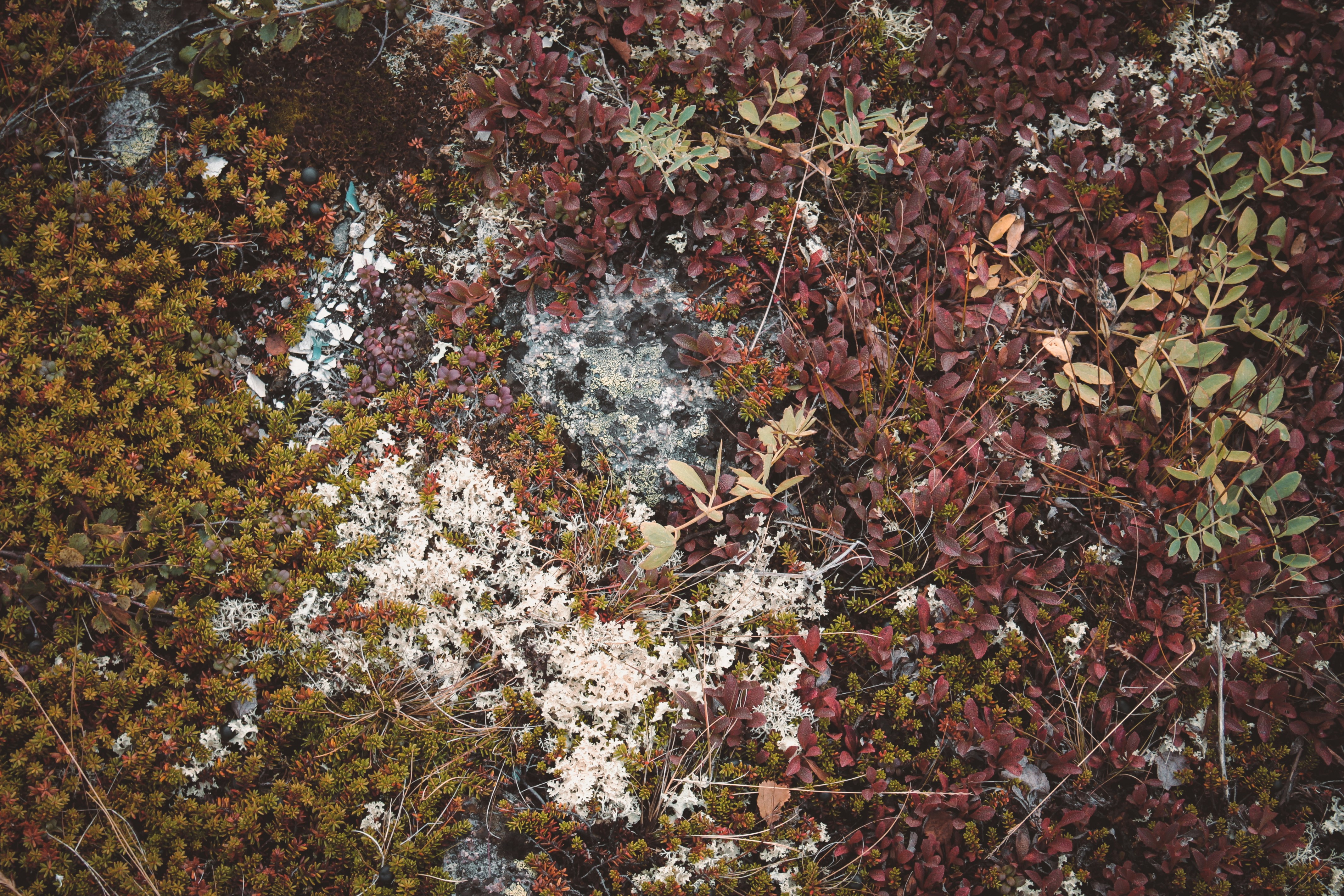 a group of trees with flowers