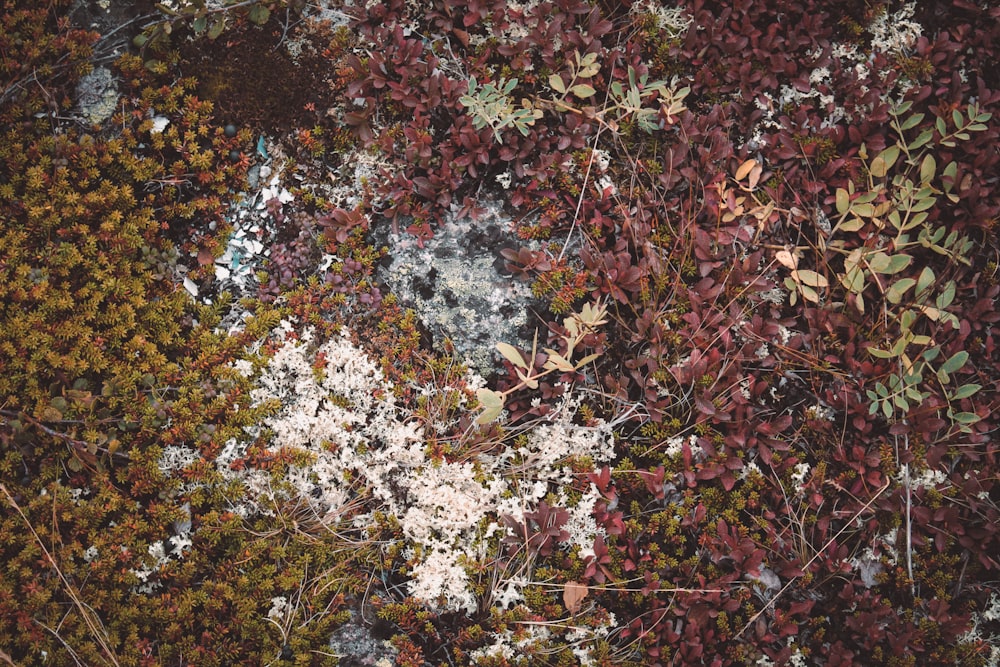 a group of trees with flowers